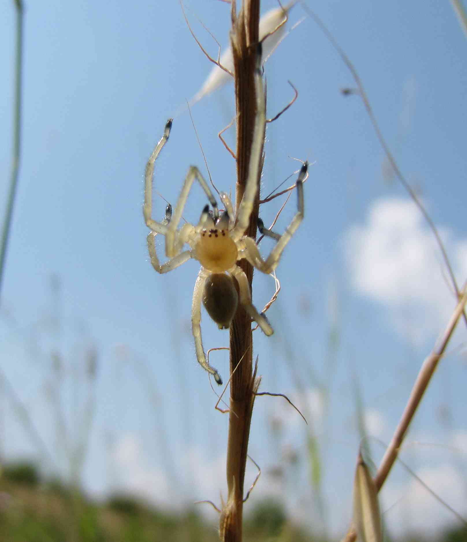 Cheiracanthium sp.